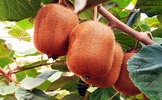 奇异果猕猴桃新鲜包邮水果当季弥猴桃整带箱