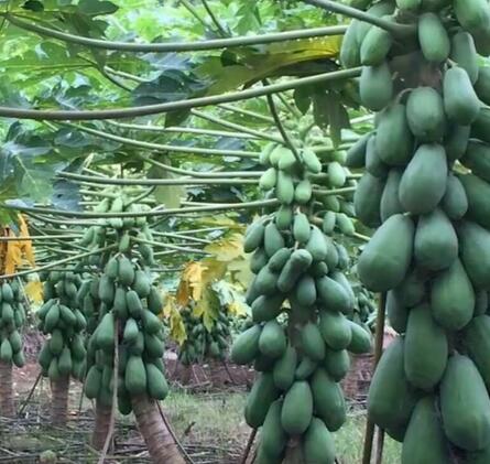 【买一送一】海南红心牛奶木瓜带箱10斤青木瓜新鲜水果包邮